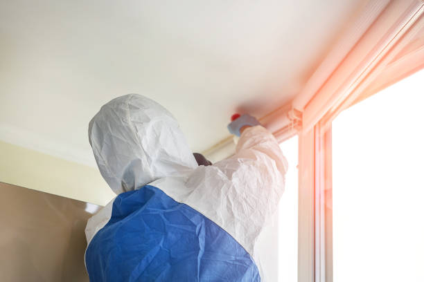 Why You Should Choose Our Mold Remediation Services in Ronkonkoma, NY